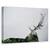 Tablou Canvas - Corn De Cerb, Marime: 60 x 90 cm - - Roveli