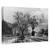 Tablou Canvas - Mocanita Hutulca, Marime: 60 x 90 cm - - Roveli