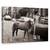 Tablou Canvas - Chiar Incearca Sa Ma Integreze Acolo Din Nou, Marime: 60 x 90 cm - - Roveli