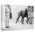 Tablou Canvas - Marele Bodyguard Danez, Marime: 60 x 90 cm - - Roveli