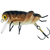 Vobler Microbait Grasshopper 2.9cm/1.7gr, Varianta (50): Grasshopper 2.9cm/1.7gr Brown - - Roveli