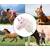Calut de jucarie cu miscare si sunete, Hobby Horse, White, Milly Mally - 10- Roveli