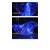 Aripi Led de dans DacEnergy©, pentru spectacol, din polyester, 300x145 cm, 2 bete reglabile, albastru - 5- Roveli