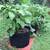 Ghiveci din pasla netesuta DacEnergy©, pentru plante de gradina, legume, flori, ierburi, fructe, plantare, de forma rotunda, cu maner, 37 l, diamentru 40 cm, gri antracit - 4- Roveli