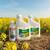 Pachet Rapita Tilmor 240EC(10L)  + Decis Expert(1L) 10HA, Alege ambalajul dorit: 10Hectare - - Roveli