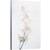 Tablou canvas - Frumusete Palida, Natura Moarta, Floare, Orhidee, 80 x 120 cm - - Roveli