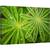 Tablou canvas - Lupin, Floare, Israel, Picaturi, Apa, Ploaie, 40 x 60 cm - - Roveli
