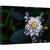 Tablou canvas - Floare de Dalie, Floare, Macro, Gradina, Petale, Alb, Dahlia, 60 x 90 cm - - Roveli