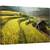 Tablou canvas - Continua Sa Mergi, Terasa, Terase, Ferma, Agricultura, Plantatie, Orez, 40 x 60 cm - - Roveli