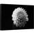 Tablou canvas - Dalia, Dahlia, Floare, Alb-Negru, 40 x 60 cm - - Roveli