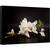 Tablou canvas - Magnolia, Flori, Spa, Zen, Natura Moarta, Intunecos, 60 x 90 cm - - Roveli