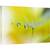 Tablou canvas - Raze de Soare, Galben, Papadie, Samanta, Reflectie, Moale, Vara, 80 x 120 cm - - Roveli