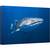 Tablou canvas - Rechin, Balena, Sub Apa, Peste, Madagascar, 40 x 60 cm - - Roveli