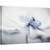Tablou canvas - Spiritul Anemone, Anemona, Vara, Floare, Planta, 80 x 120 cm - - Roveli