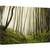 Tablou canvas - Alergare, Padure, Pomi, Verde, Ceata, Ireal, 80 x 120 cm - - Roveli