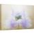 Tablou canvas - Briza, Anemona, Floare, Macro, Moale, 40 x 60 cm - - Roveli