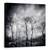 Tablou canvas - Ultimele Zile, Padure, Pomi, Mesteacan, 60 x 60 cm - - Roveli