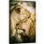 Tablou canvas - Ce Este Dragostea, Afectiune, Iubire, Imbratisare, Felina, Leu, 80 x 120 cm - - Roveli