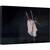 Tablou canvas - Dansatoare, Balerina, Balet, Gratie, Performanta, Roz, 80 x 120 cm - - Roveli