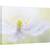 Tablou canvas - Floare, Moale, Fragil, Bland, 60 x 90 cm - - Roveli