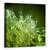 Tablou canvas - Perlele Diminetii, Roua, Dimineata, Perle, Pana, Perla, 60 x 60 cm - - Roveli