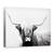 Tablou canvas - Animale, Bovine Highland Scotiene, Alb-Negru, Marime: 60 x 80 cm - - Roveli