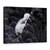 Tablou Canvas - Pickaback, Marime: 60 x 80 cm - - Roveli