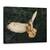 Tablou Canvas - Bufnita, Marime: 50 x 70 cm - - Roveli
