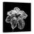 Tablou Canvas - Papagalul Tulip, Marime: 60 x 60 cm - - Roveli