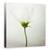 Tablou Canvas - Cosmos Alb, Marime: 60 x 60 cm - - Roveli