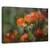 Tablou Canvas - Maci, Marime: 40 x 60 cm - - Roveli