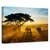 Tablou Canvas - Orasul Matinal Al Elefantilor, Marime: 40 x 60 cm - - Roveli