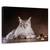 Tablou Canvas - Prinde-Ma Daca Poti, Marime: 40 x 60 cm - - Roveli