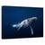 Tablou Canvas - Balena Cu Cocoasa - Albastru, Marime: 40 x 60 cm - - Roveli