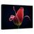 Tablou Canvas - Prima Lalea, Marime: 40 x 60 cm - - Roveli