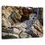 Tablou Canvas - Timid, Marime: 40 x 60 cm - - Roveli