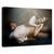 Tablou Canvas - Vise Interzise, Marime: 40 x 60 cm - - Roveli