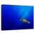Tablou Canvas - Zbor, Marime: 40 x 60 cm - - Roveli