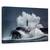 Tablou Canvas - Pieptene, Marime: 80 x 120 cm - - Roveli