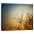 Tablou Canvas - Noapte Tandra,Picatura, Apa, Umed, Bland, Marime: 40 x 50 cm - - Roveli