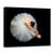 Tablou Canvas - Eleganta, Balerina, Marime: 50 x 70 cm - - Roveli
