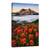 Tablou Canvas - Inflorit, Rasarit De Soare, Munte, Floare, Ceata, Dimineata, Marime: 60 x 90 cm - - Roveli