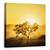 Tablou Canvas - Rasarit Auriu, Peisaj, Africa, Rasarit, Copac, Gard, Marime: 60 x 60 cm - - Roveli