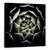 Tablou Canvas - Rozeta Sempervivum, Rosette, Suculent, Sempervivum,Plante, Marime: 60 x 60 cm - - Roveli