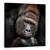Tablou Canvas - Un Moment In Contact, Gorila, Animale, Marime: 60 x 60 cm - - Roveli
