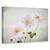 Tablou canvas - Anemone De Caen, Flori, Gradina, Marime: 60 x 90 cm - - Roveli