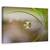 Tablou canvas - Lup, Natura, Copac, Padure, Ochi, Marime: 60 x 90 cm - - Roveli
