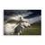Tablou Canvas - Animal, Cai, Alb, Marime: 40 x 60 cm - - Roveli