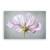 Tablou Canvas - Floral, Flori, Primavara, Pictura, Alb, Marime: 40 x 60 cm - - Roveli