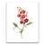 Tablou Canvas - Flori, Floare, Primavara, Rosu, Marime: 40 x 50 cm - - Roveli